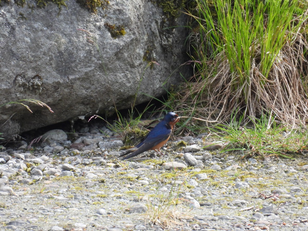 Barn Swallow - ML638915965