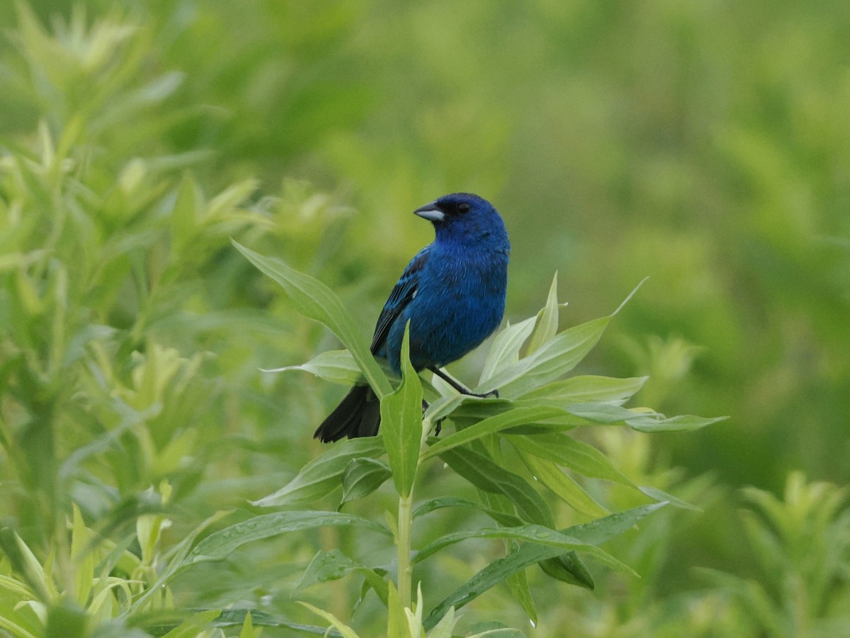 Indigo Bunting - ML638915969