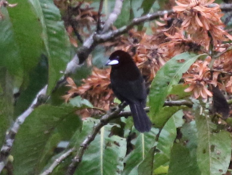 Silver-beaked Tanager - ML638915970