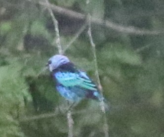 Masked Tanager - ML638916005