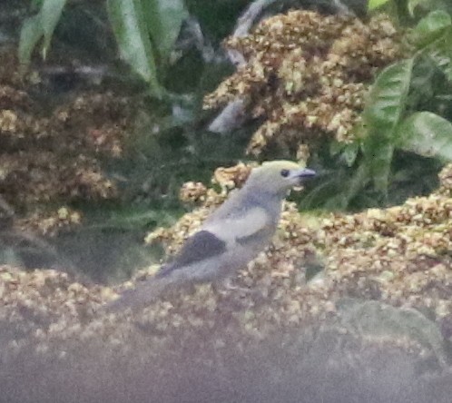 Palm Tanager - ML638916006