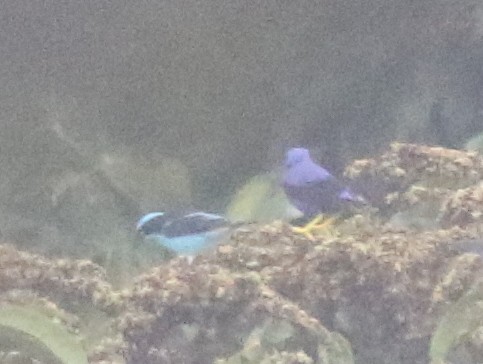 Black-faced Dacnis - ML638916015