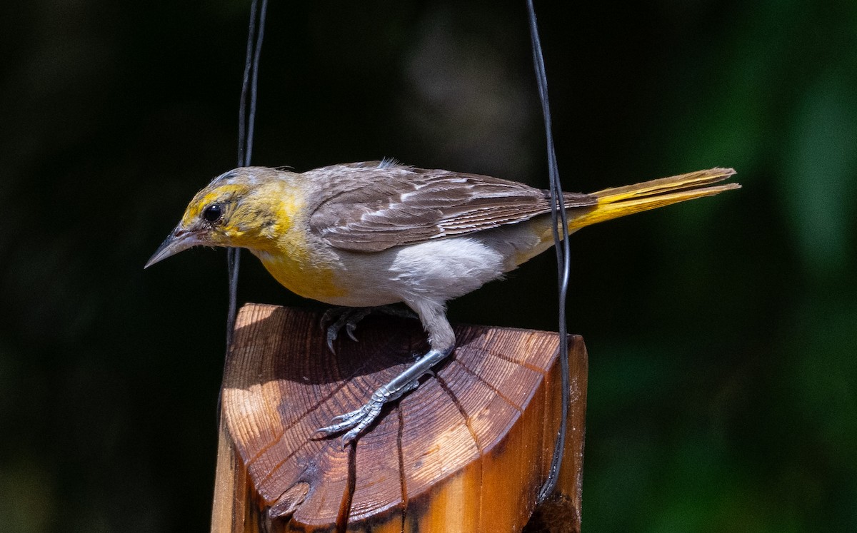 Bullock's Oriole - ML638916047