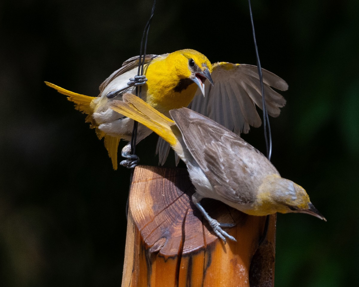 Bullock's Oriole - ML638916048