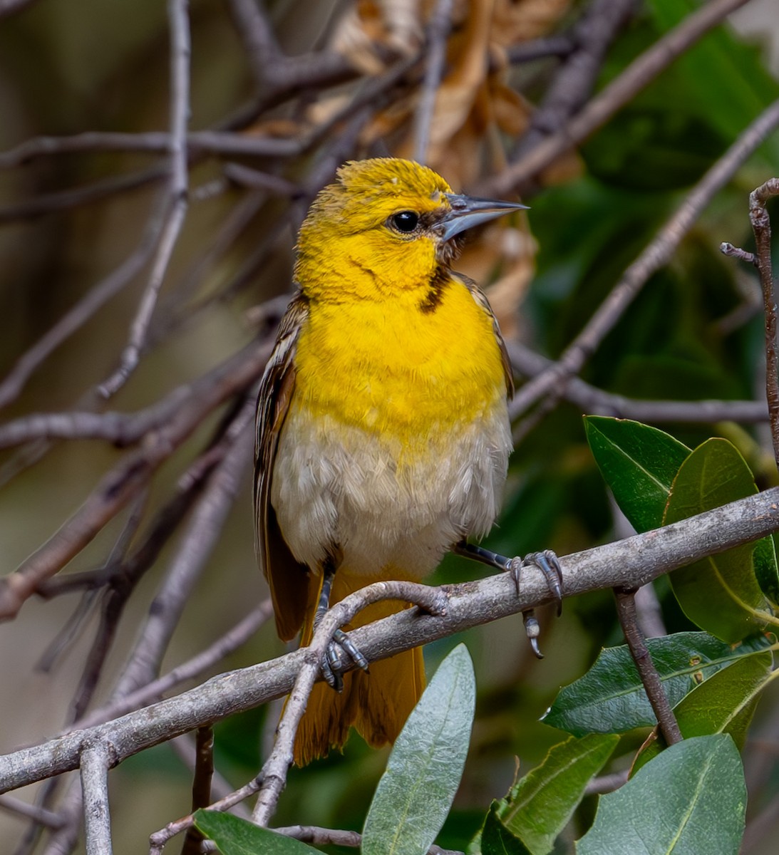 Bullock's Oriole - ML638916049