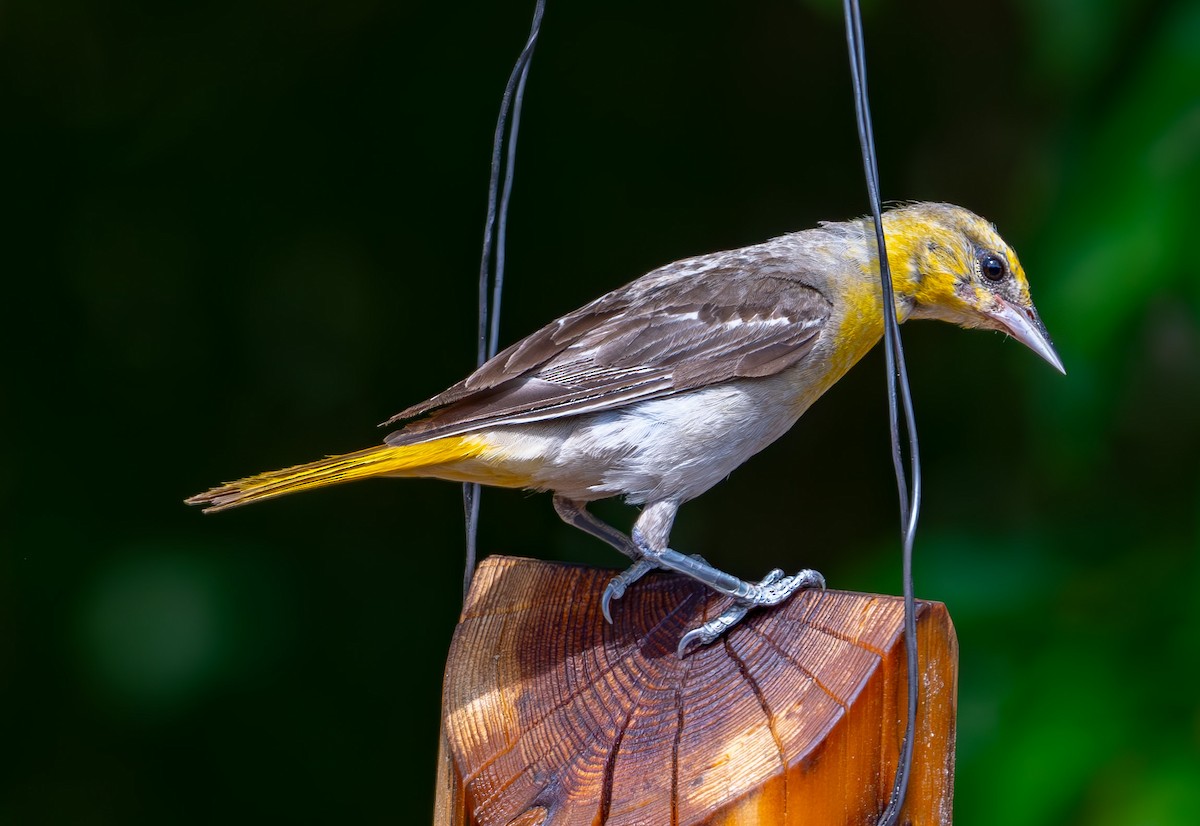Bullock's Oriole - ML638916050