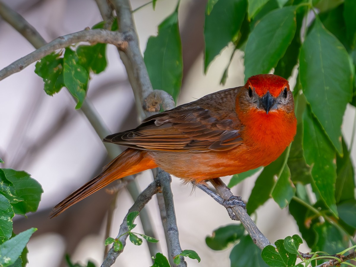 Hepatic Tanager - ML638916067