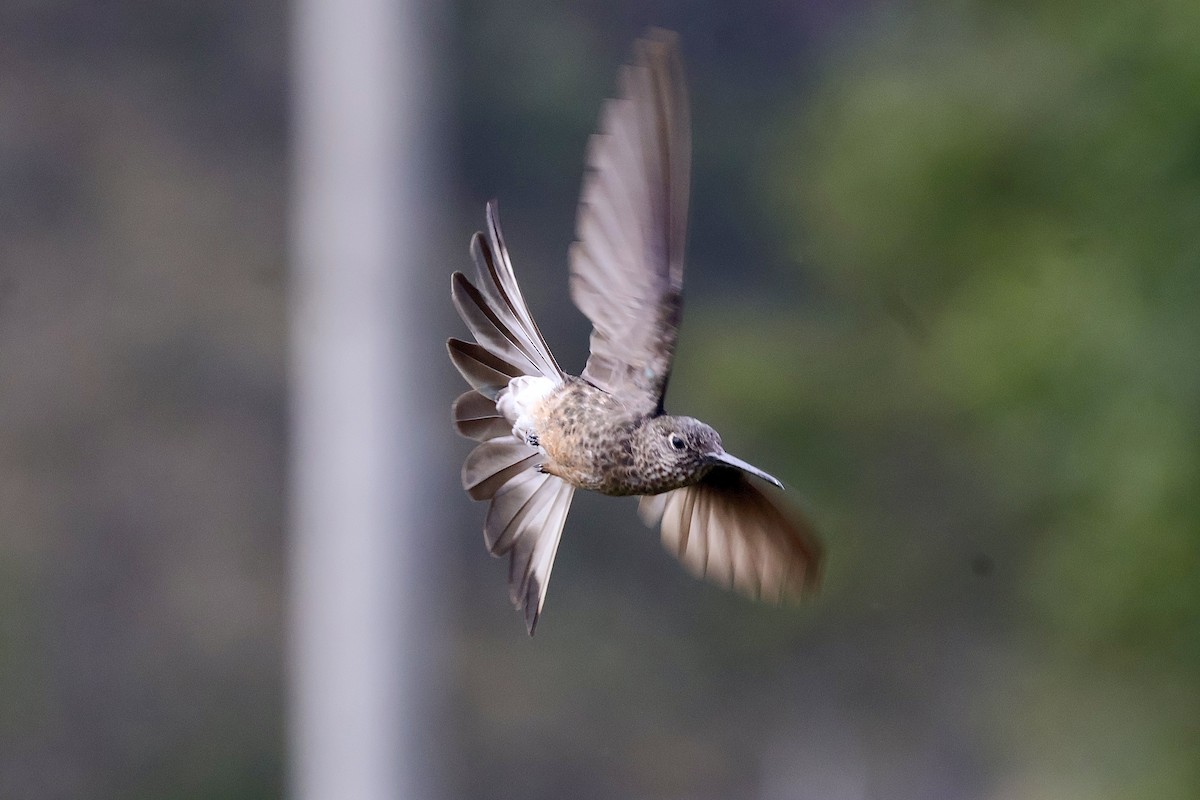 Riesenkolibri - ML638916072
