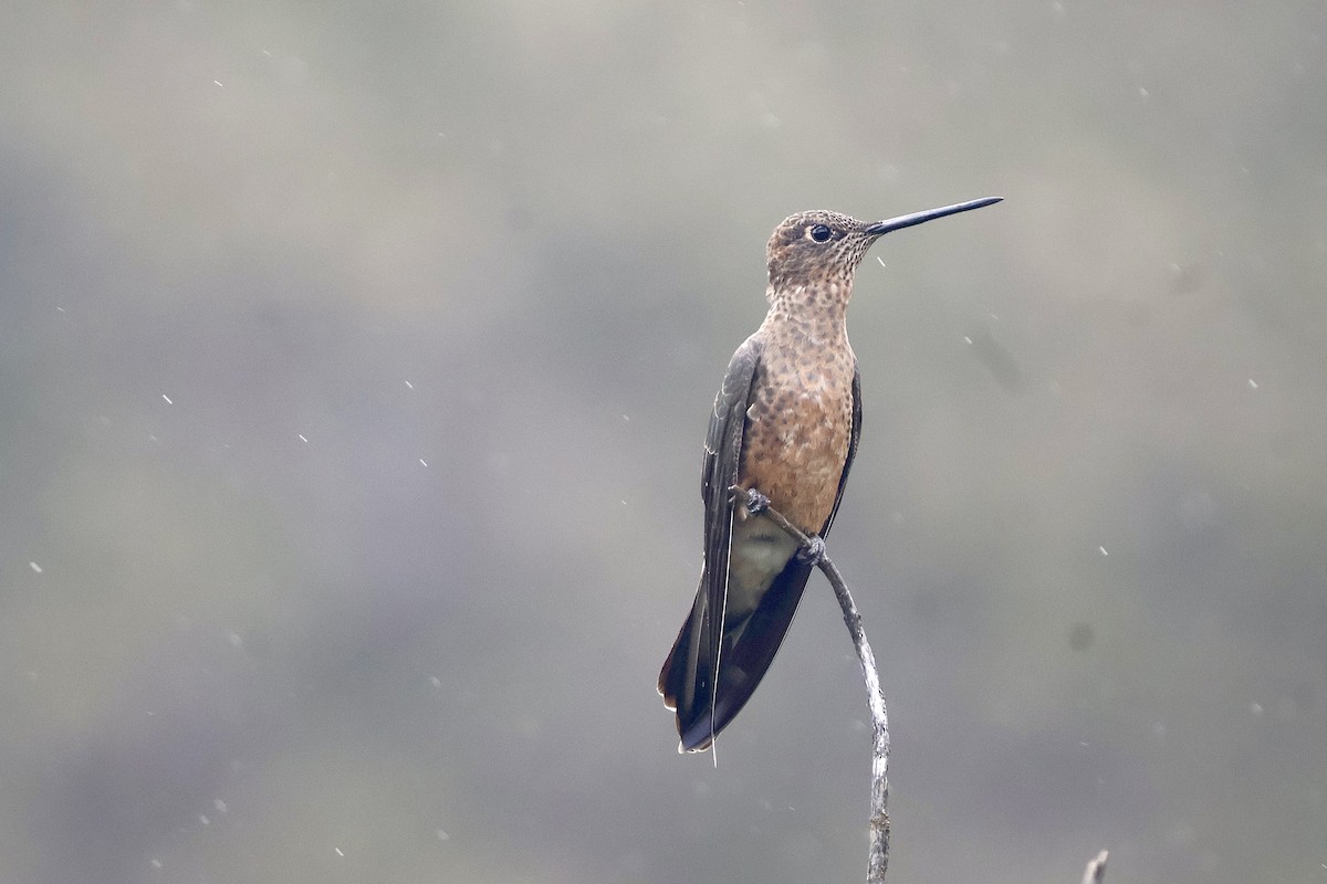Riesenkolibri - ML638916074