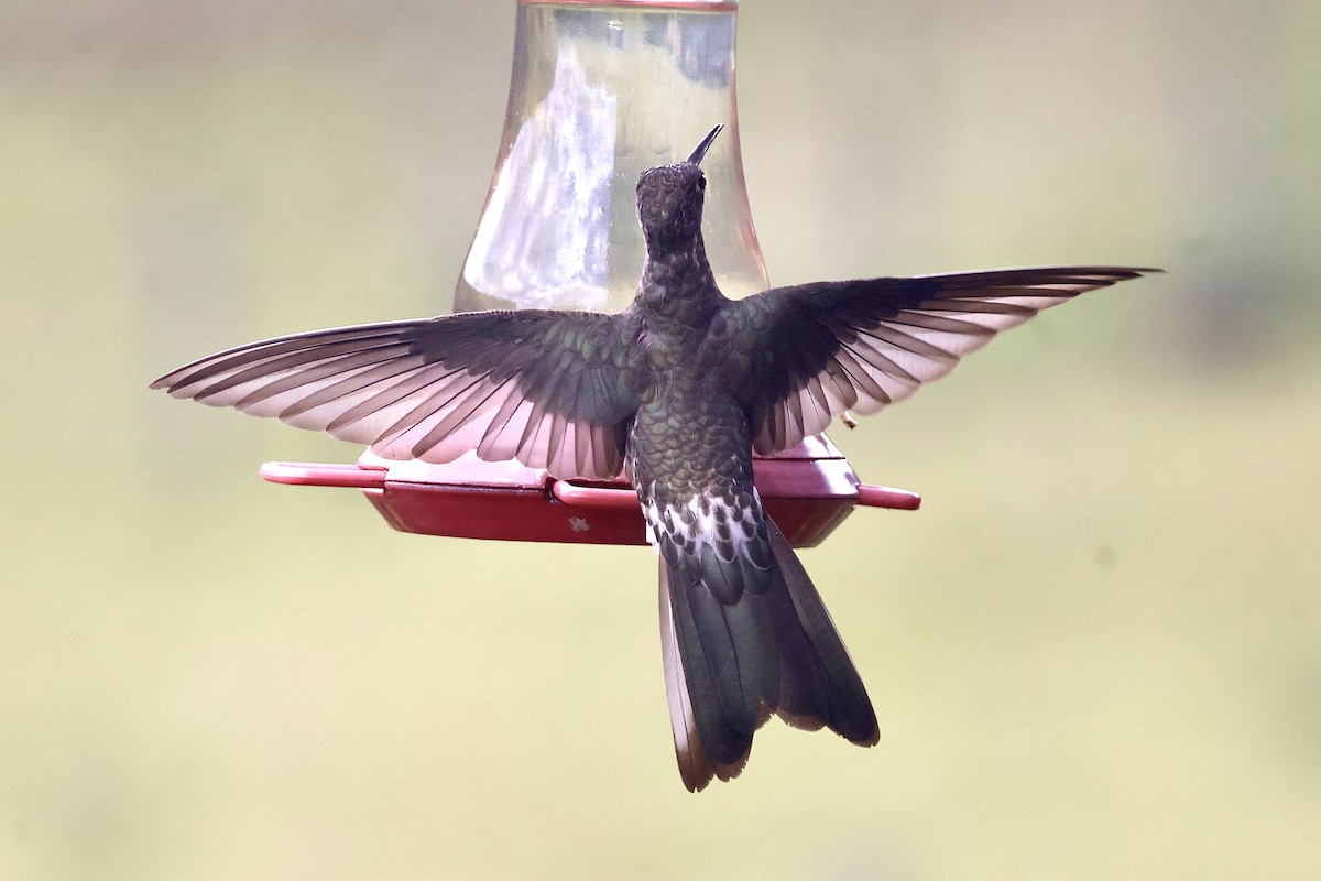 Riesenkolibri - ML638916076