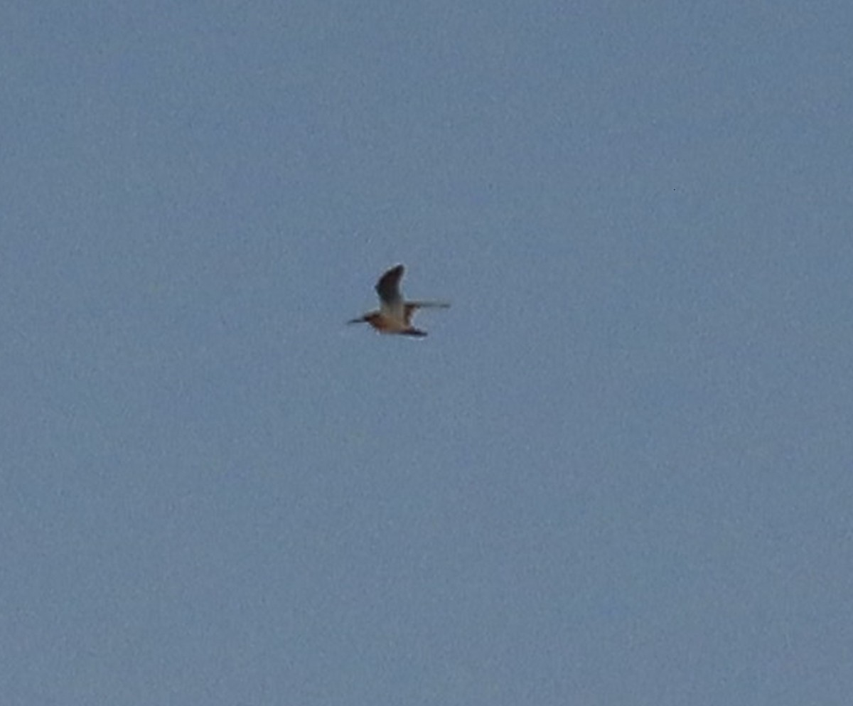 Calidris sp. (peep sp.) - ML638916090