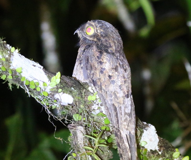 Common Potoo - ML638916099