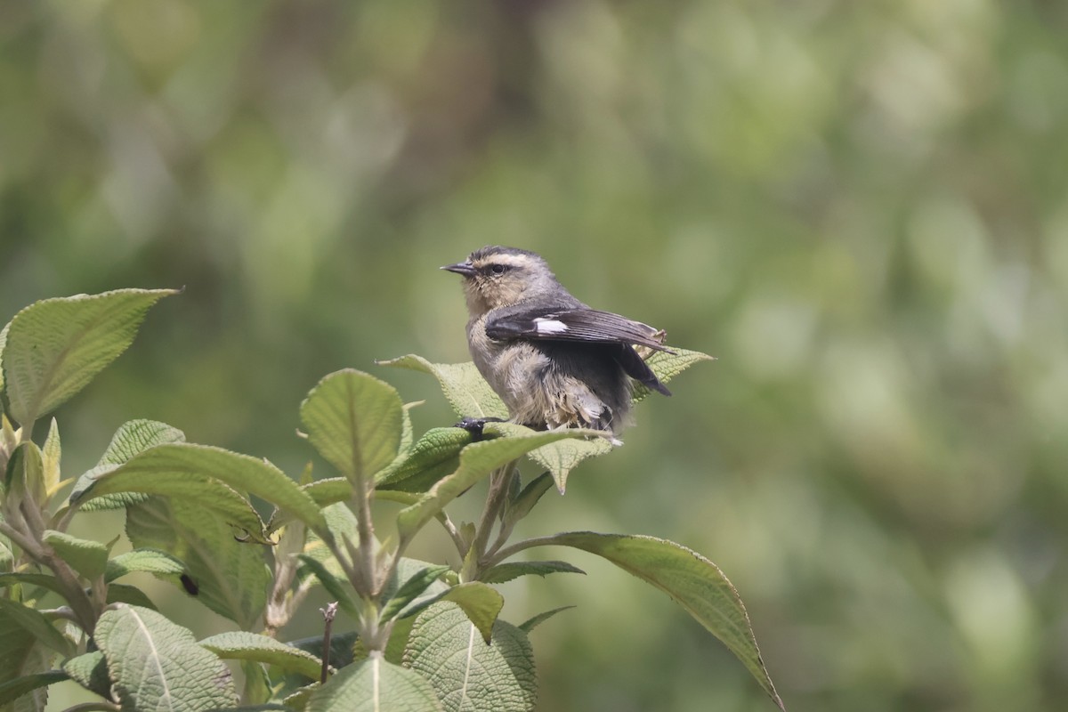 Cinereous Conebill - ML638916100