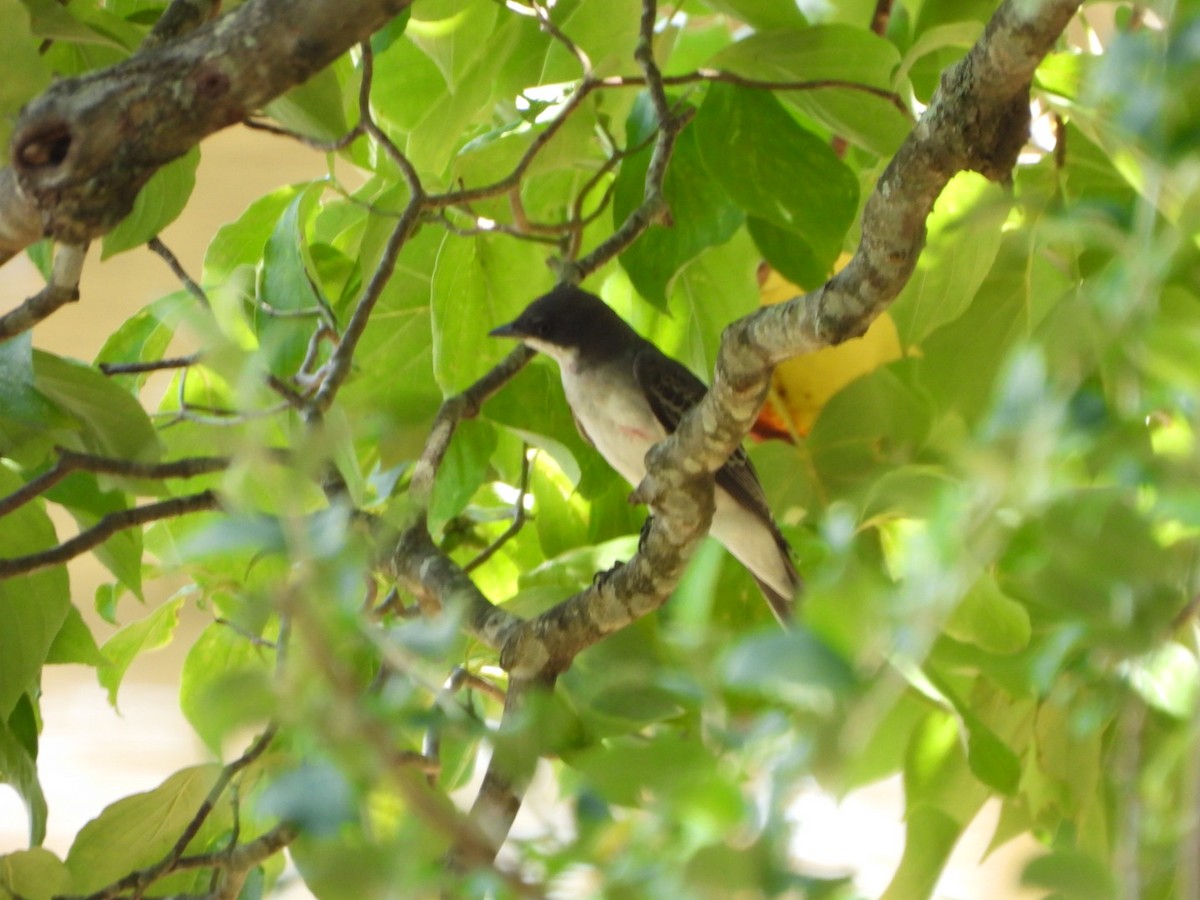 Eastern Kingbird - ML638916129
