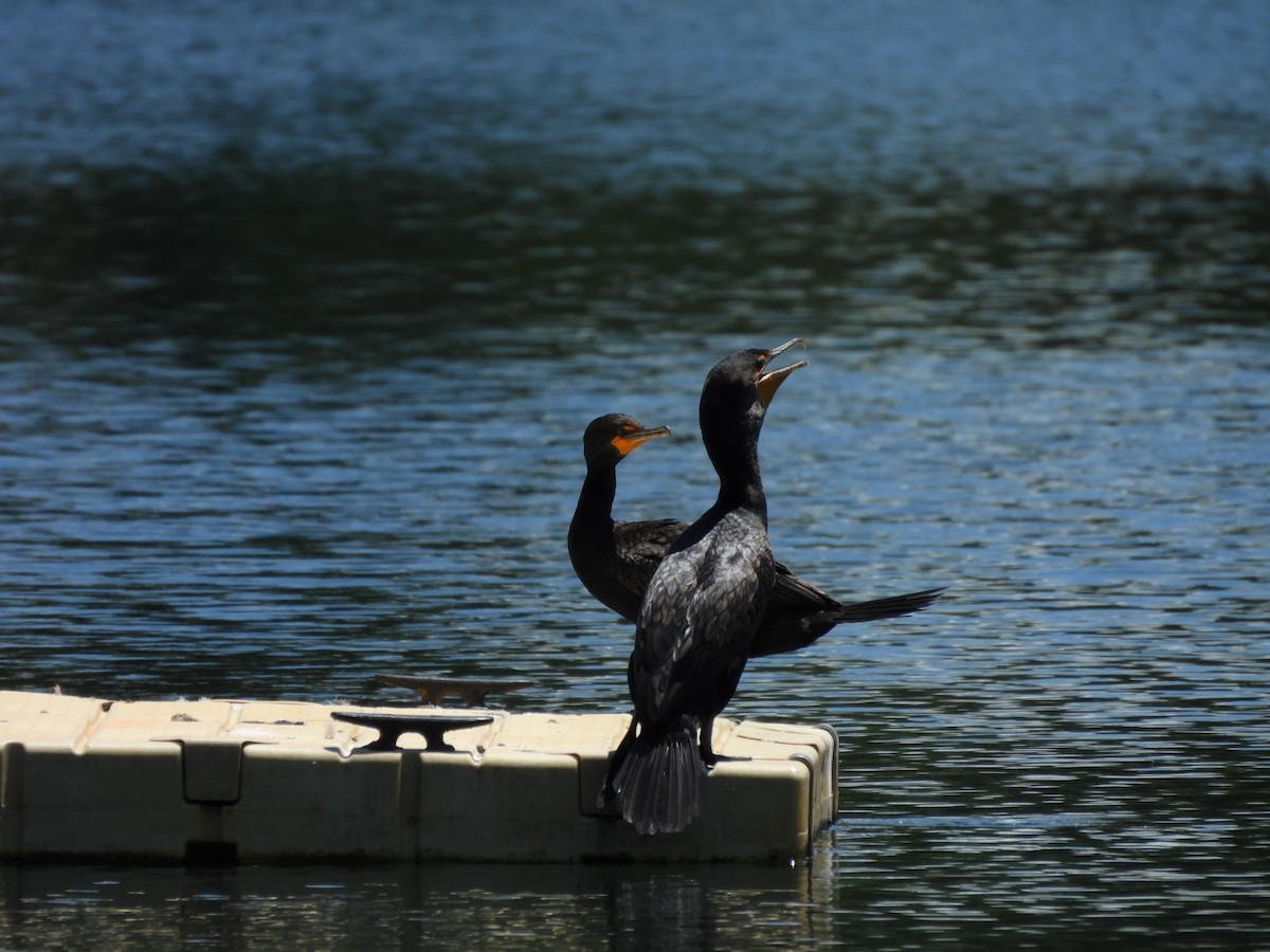 Double-crested Cormorant - ML638916137