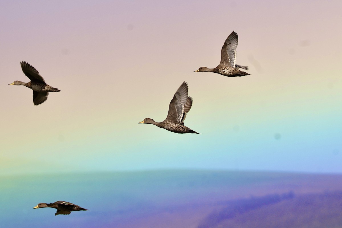 Yellow-billed Pintail - ML638916142
