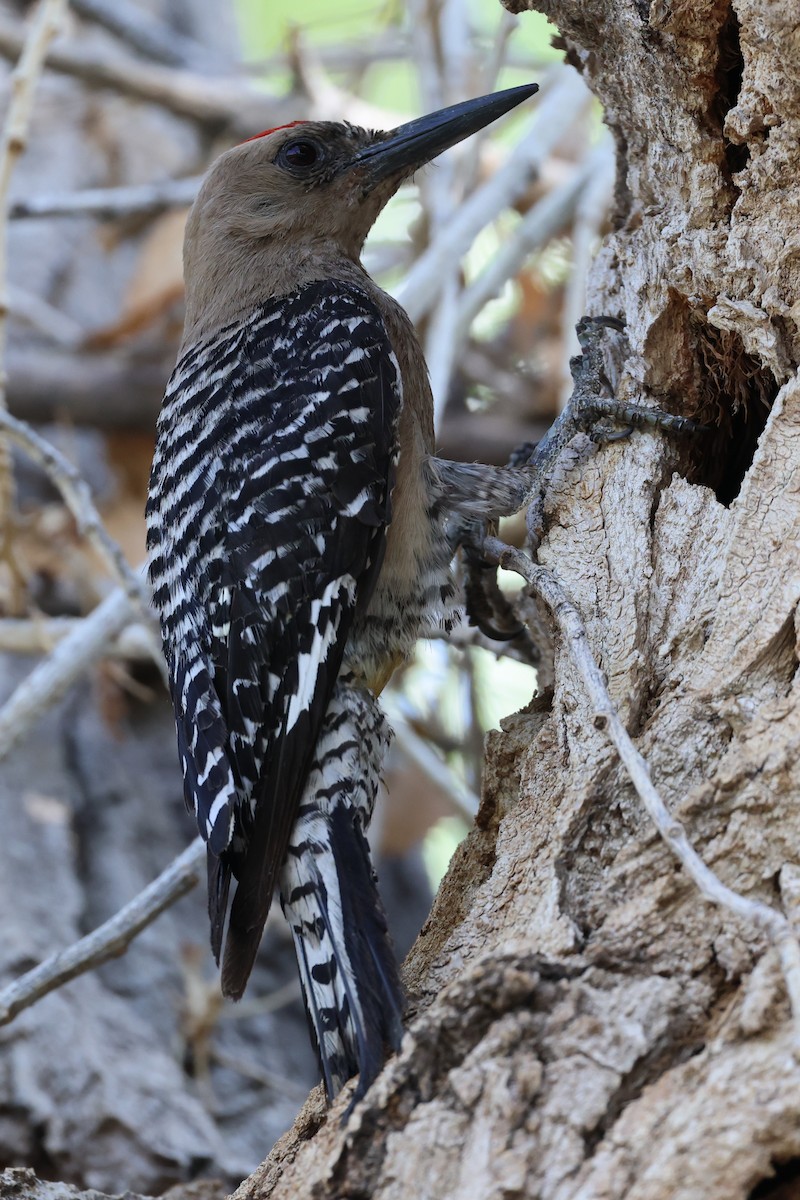 Gila Woodpecker - ML638916152