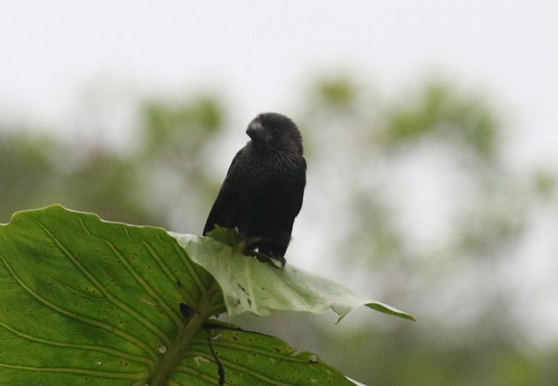 Smooth-billed Ani - ML638916156