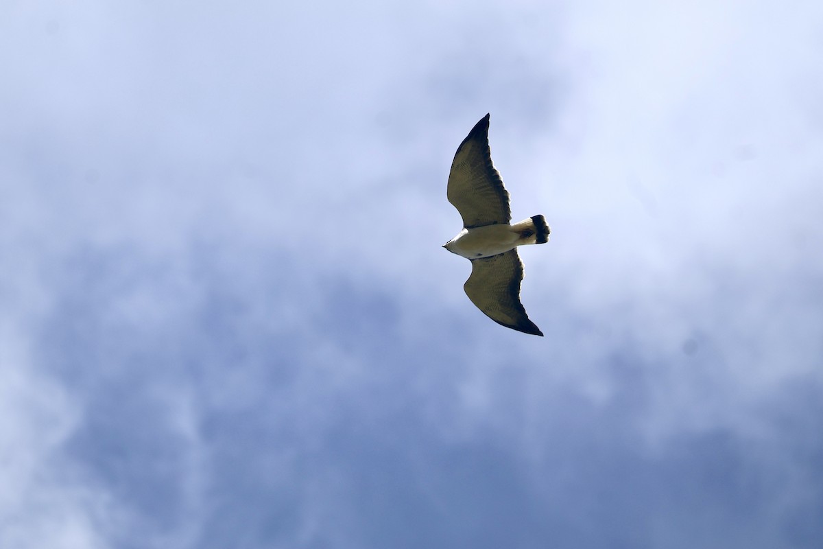 Variable Hawk - ML638916205