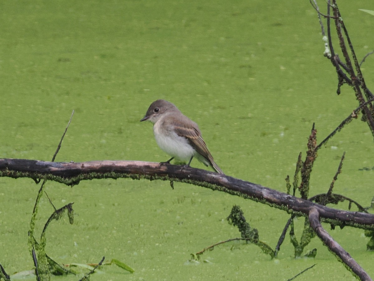 Eastern Phoebe - ML638916209