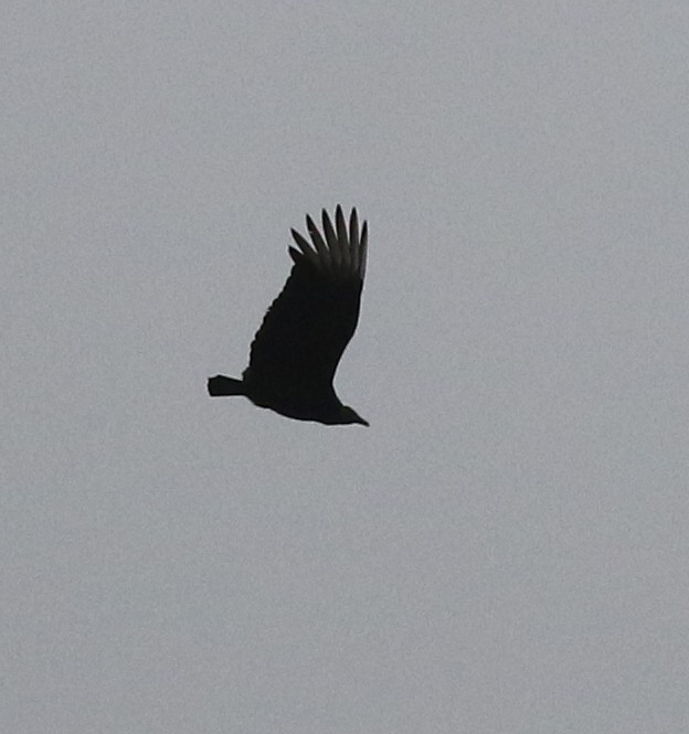 Black Vulture - ML638916210