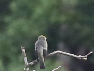 Palm Tanager - ML638916216