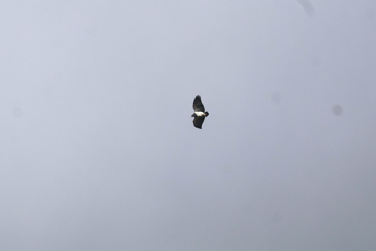 Black-chested Buzzard-Eagle - ML638916217