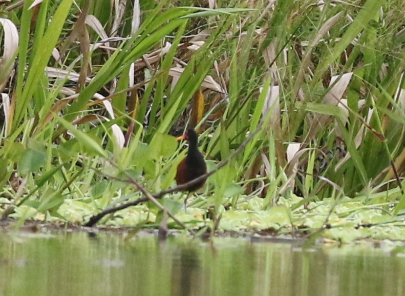 Wattled Jacana - ML638916220