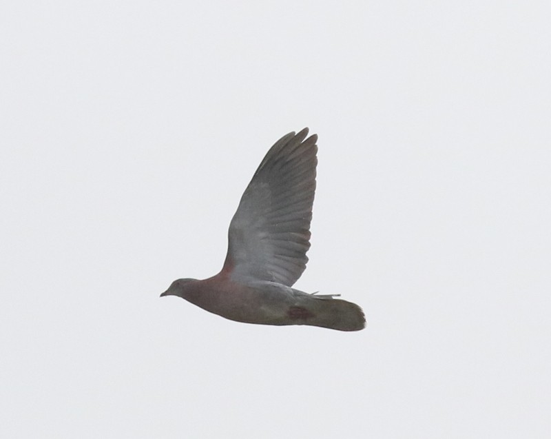 Pale-vented Pigeon - ML638916237