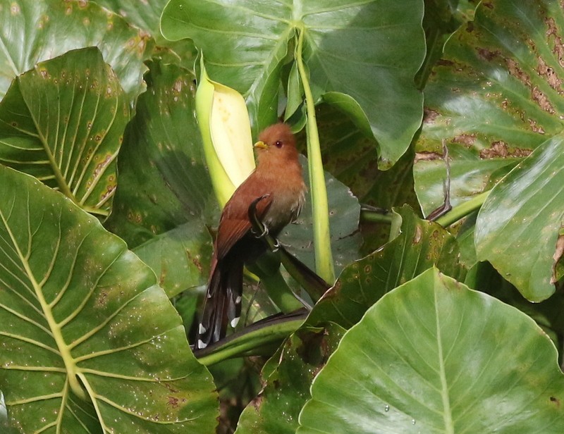 Little Cuckoo - ML638916246