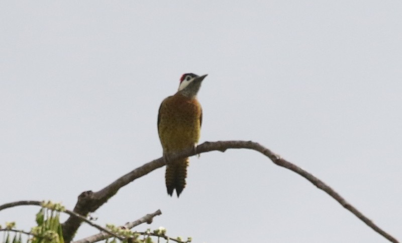 Spot-breasted Woodpecker - ML638916251