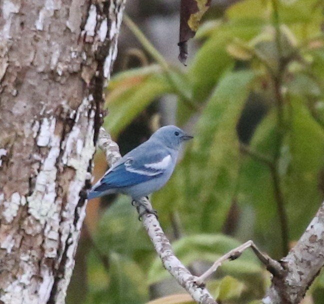 Blue-gray Tanager - ML638916254