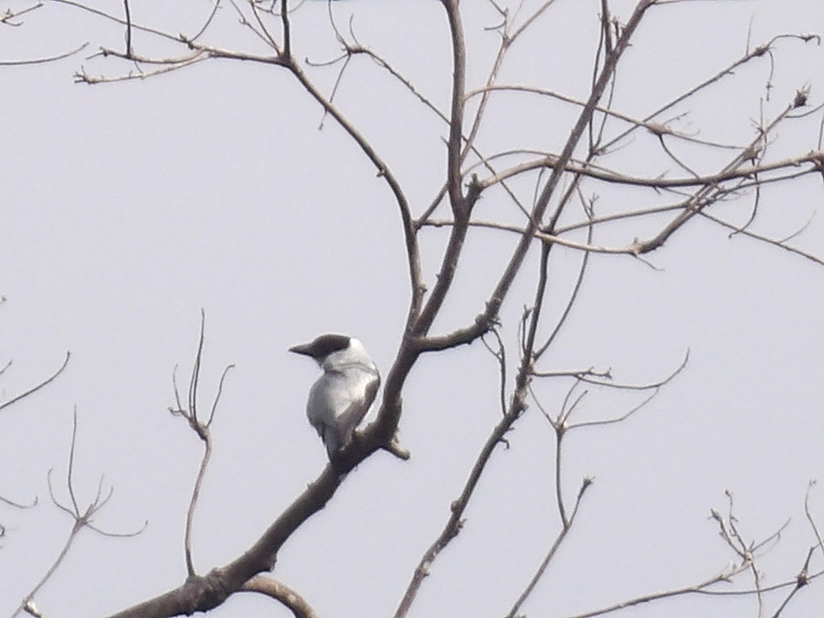 Black-crowned Tityra - ML638916255
