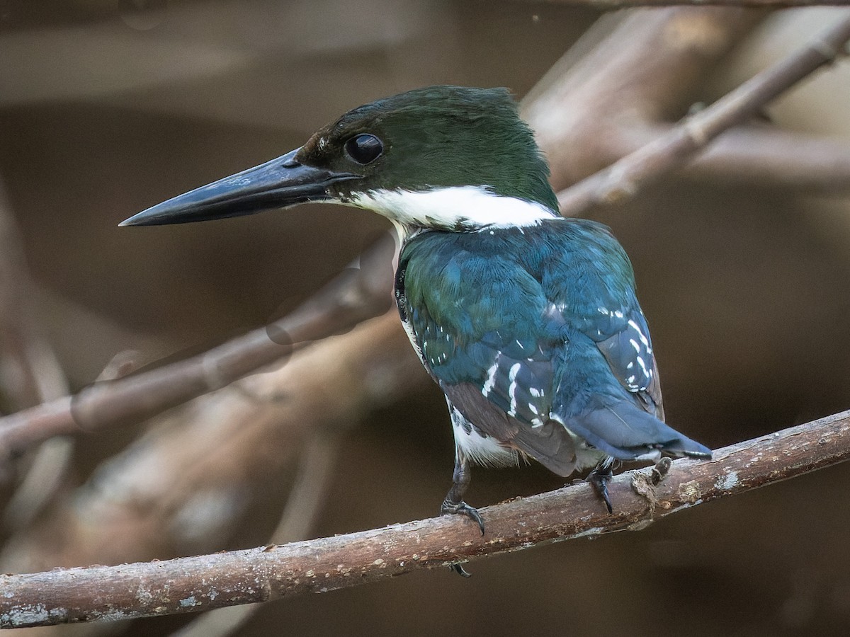 Green Kingfisher - ML638916261