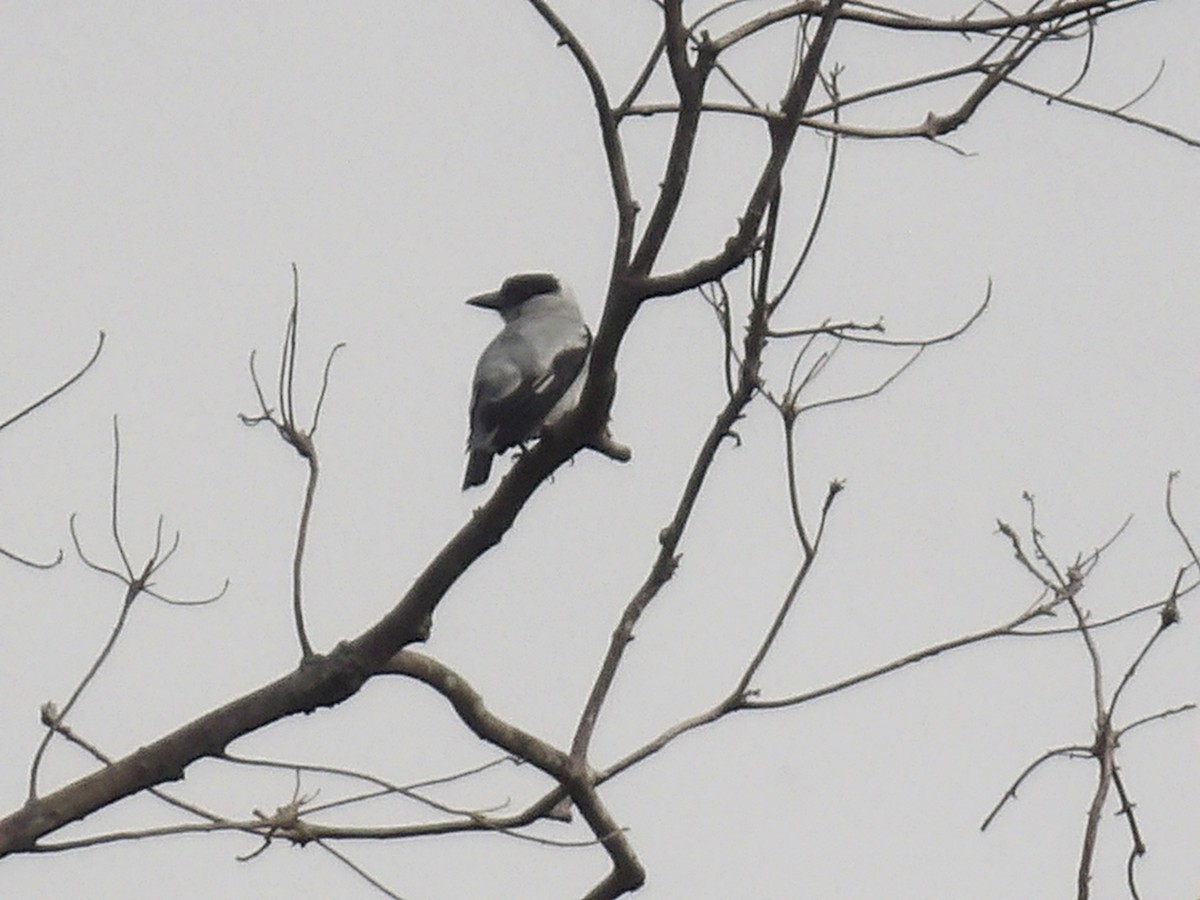 Black-crowned Tityra - ML638916266