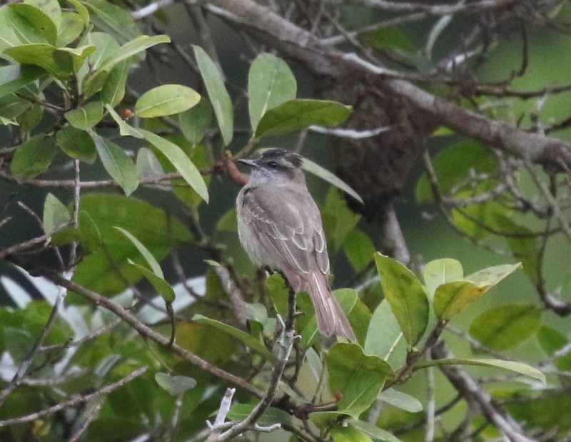 Crowned Slaty Flycatcher - ML638916267