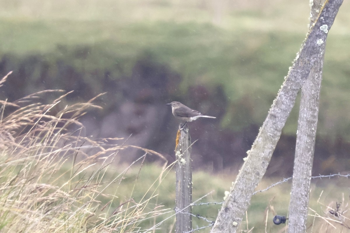 Black-billed Shrike-Tyrant - ML638916269
