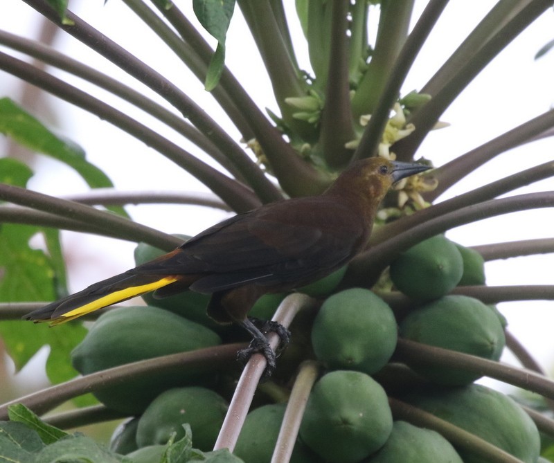 Russet-backed Oropendola - ML638916270