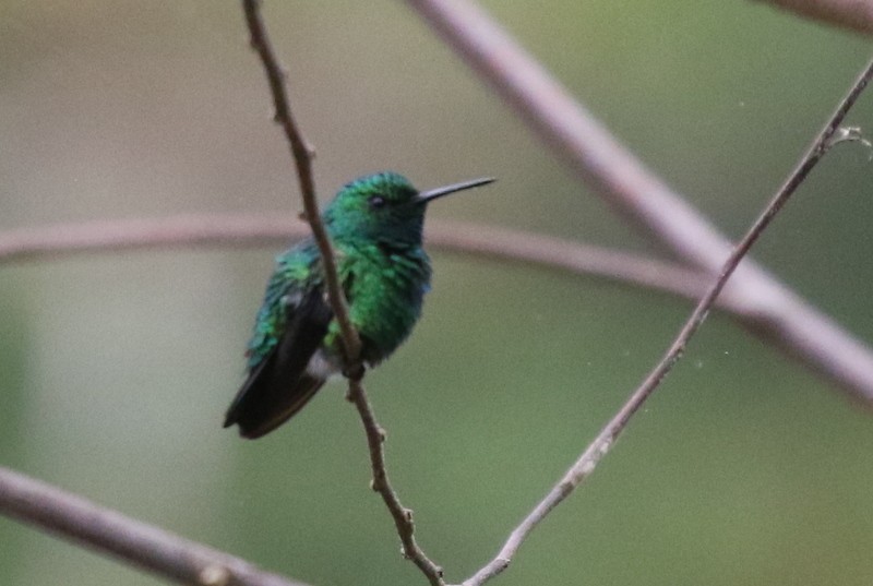 Blue-tailed Emerald - ML638916272