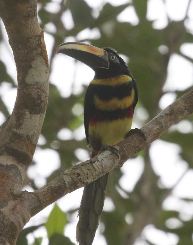 Many-banded Aracari - ML638916275