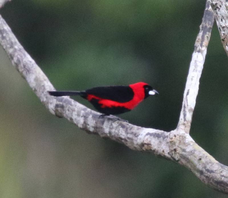 Masked Crimson Tanager - ML638916277