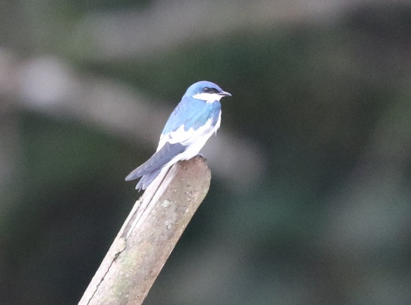 White-winged Swallow - ML638916285
