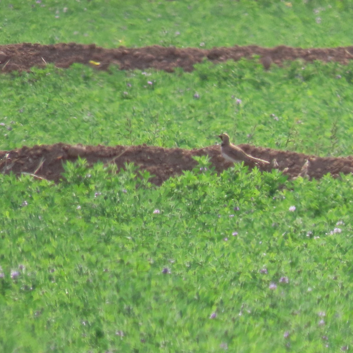 Horned Lark - ML638916287
