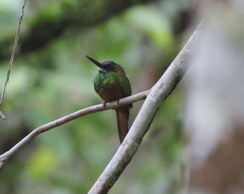White-chinned Jacamar - ML638916291
