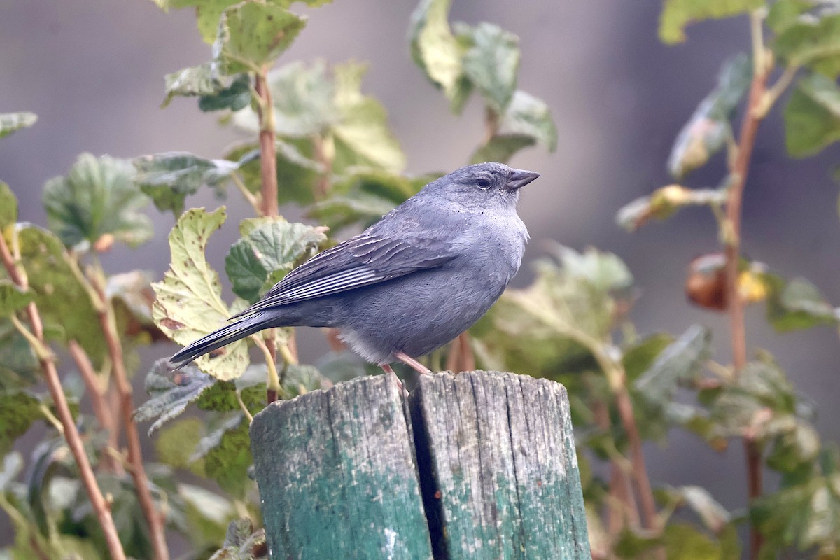 Plumbeous Sierra Finch - ML638916294