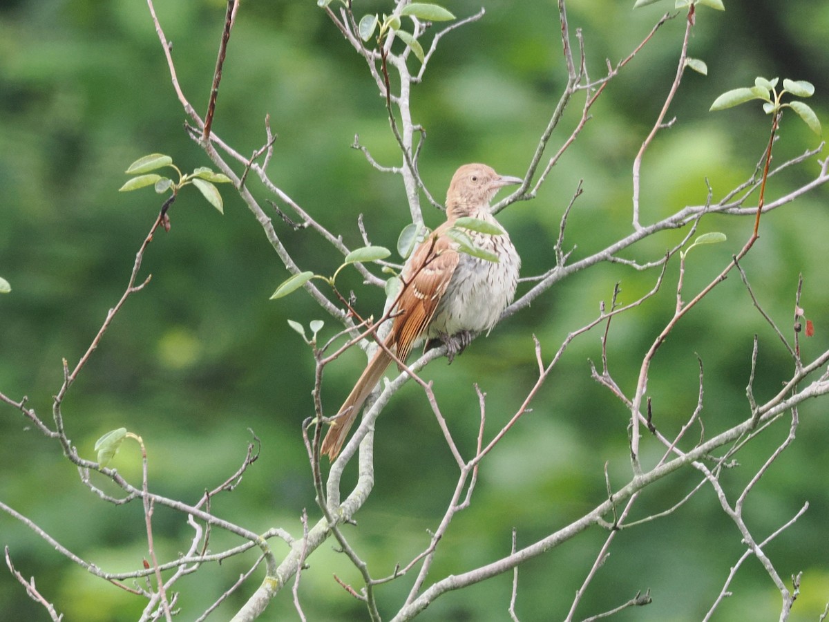 Brown Thrasher - ML638916417