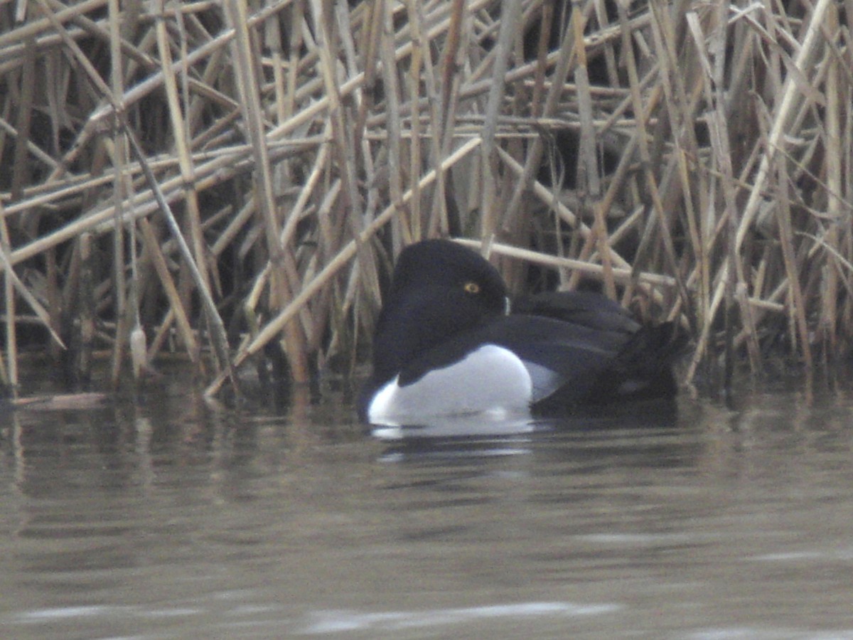 Ring-necked Duck - ML638916435
