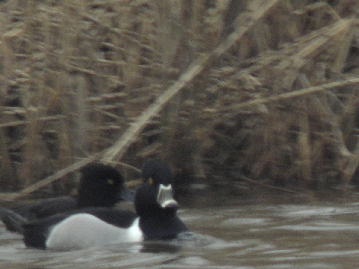 Ring-necked Duck - ML638916436