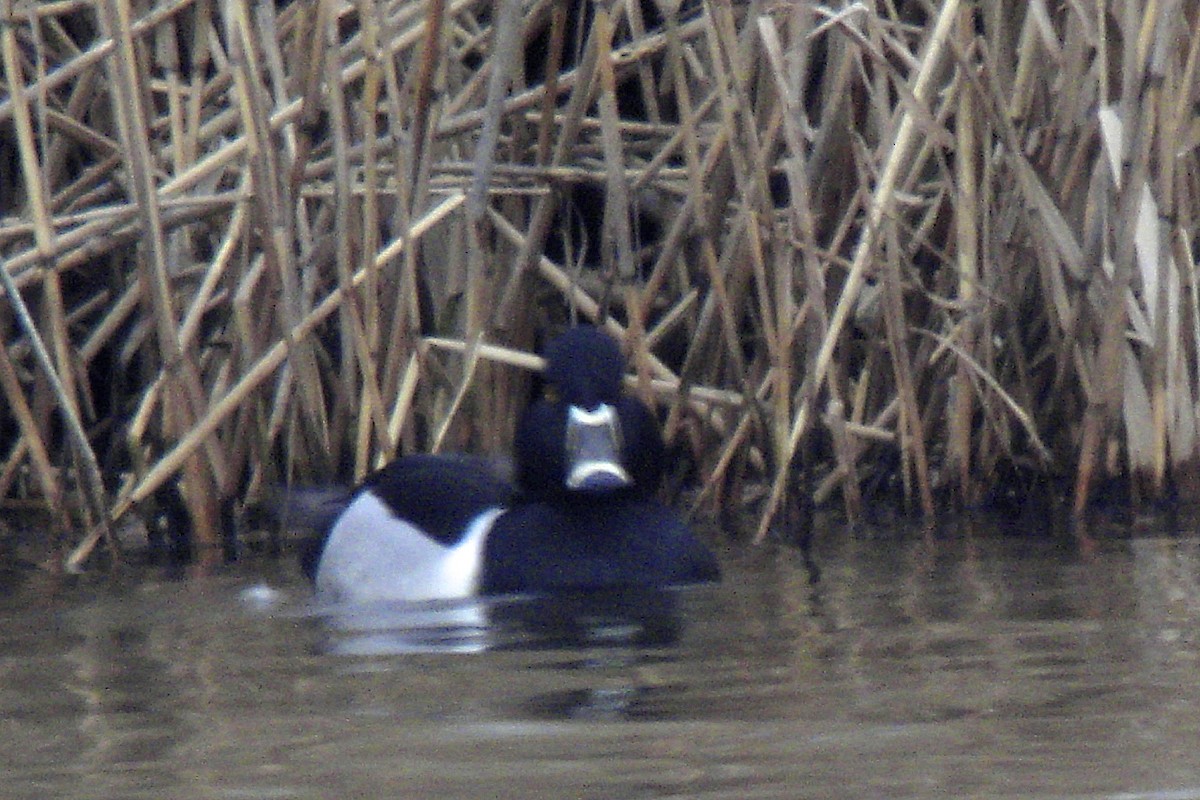 Ring-necked Duck - ML638916437