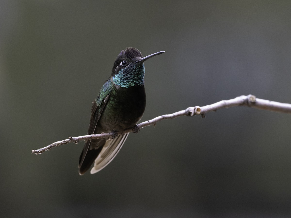 Rivoli's Hummingbird - ML638916447
